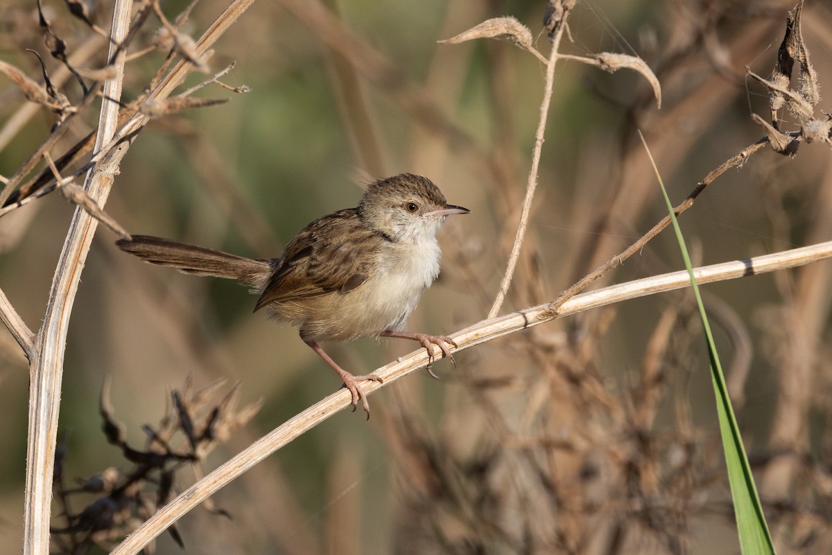Prinia Grácil - ML638500791