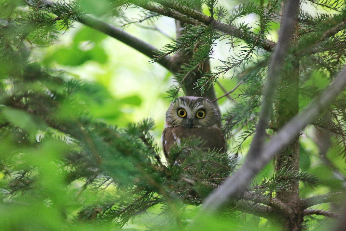 Northern Saw-whet Owl - ML638500855