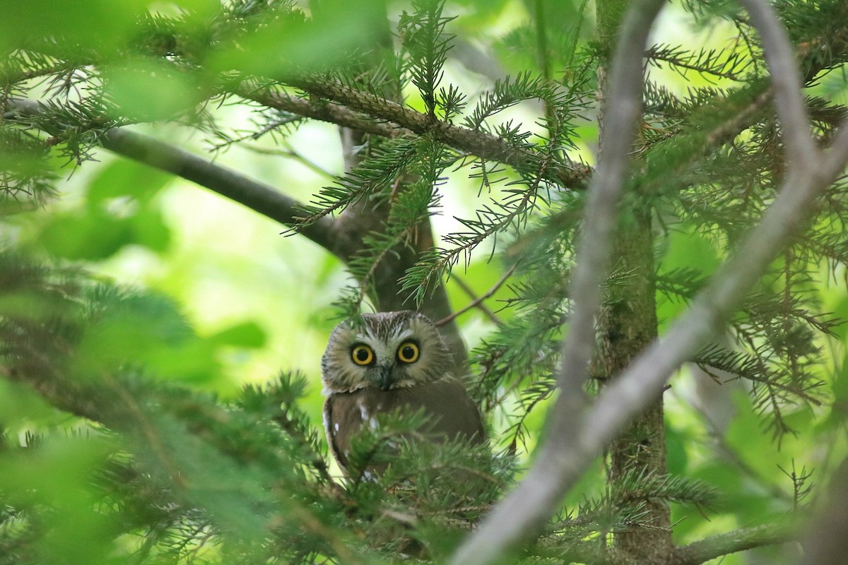 Northern Saw-whet Owl - ML638500856