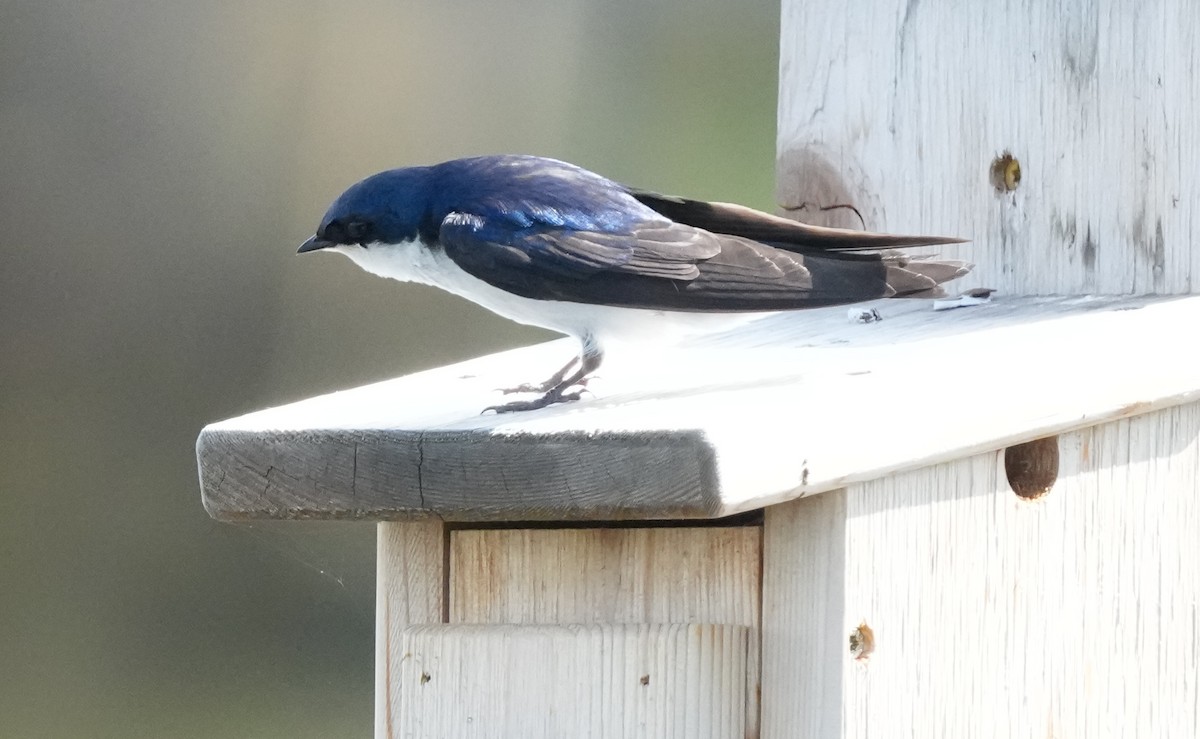 Древесная ласточка - ML638500878