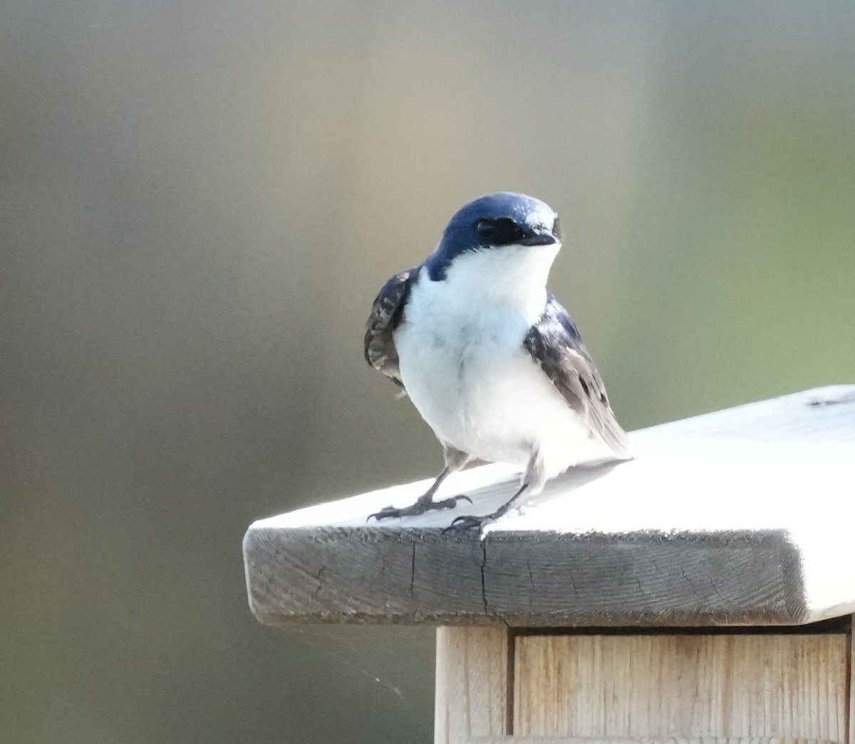 Древесная ласточка - ML638500879