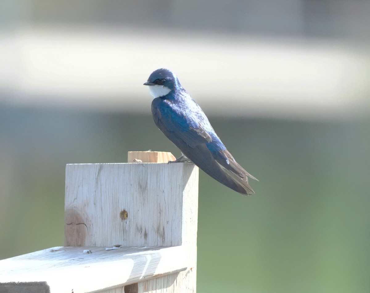 Древесная ласточка - ML638500880