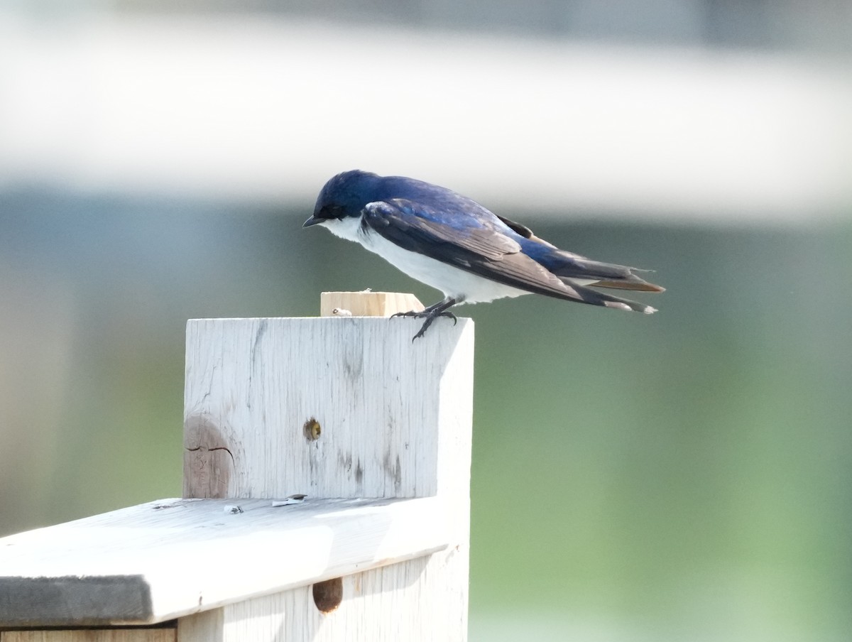 Древесная ласточка - ML638500881