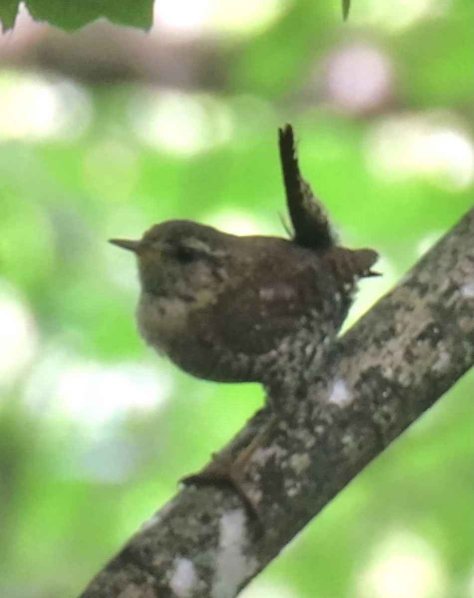 Winter Wren - ML638500887
