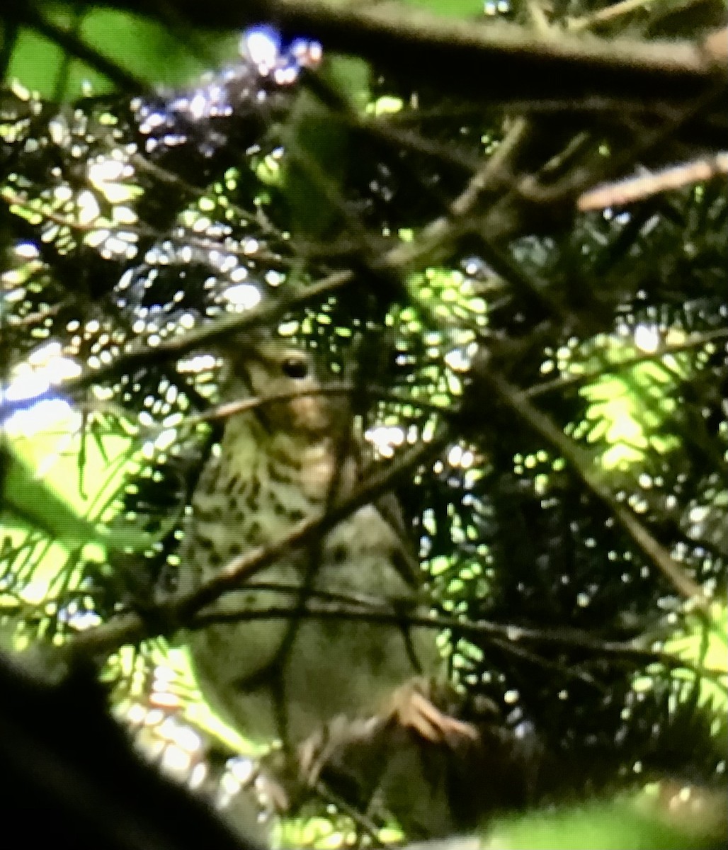 Swainson's Thrush - ML638500900