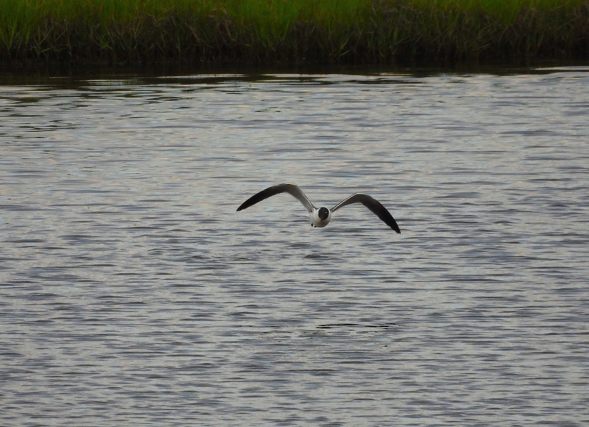 Laughing Gull - ML638500908