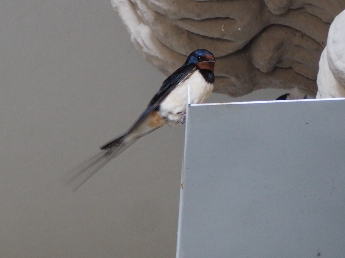 Barn Swallow - ML638500910