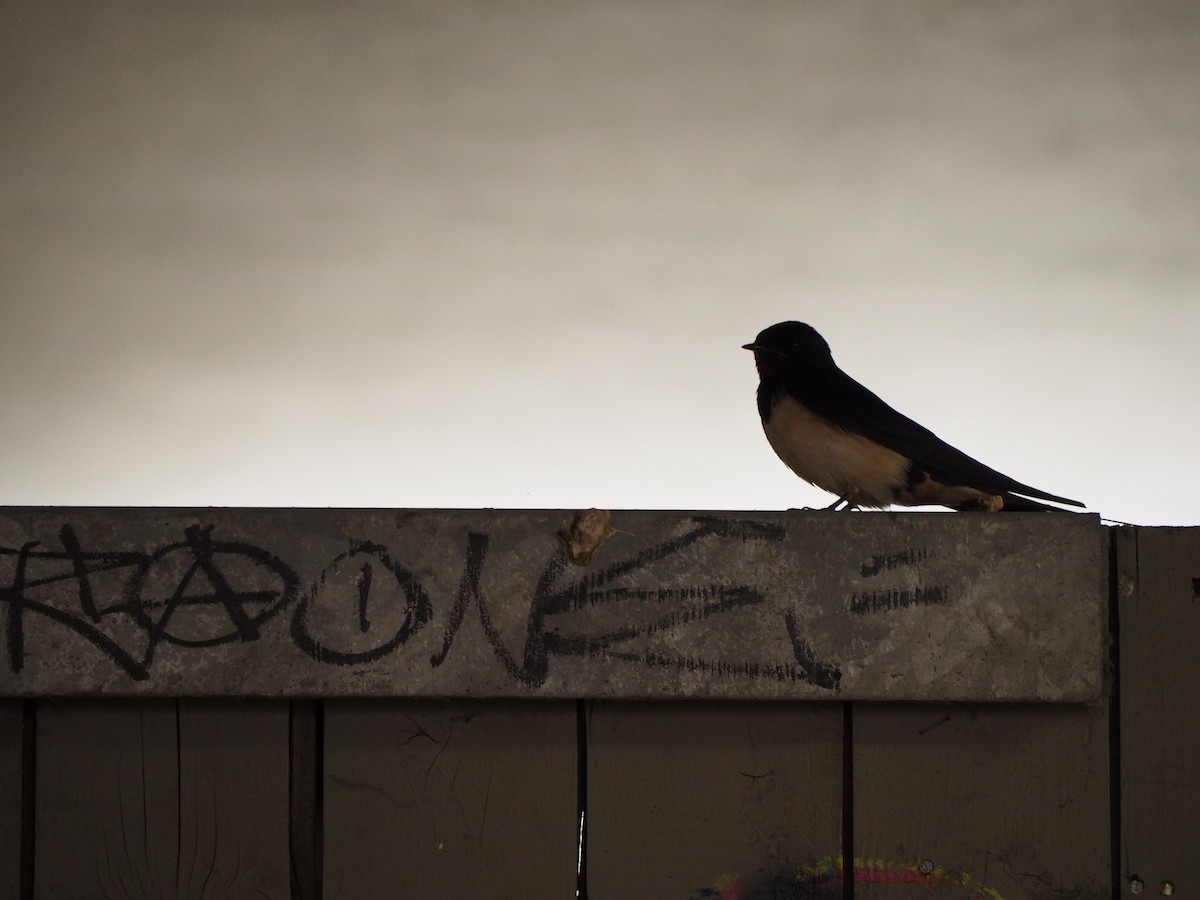 Barn Swallow - ML638500911