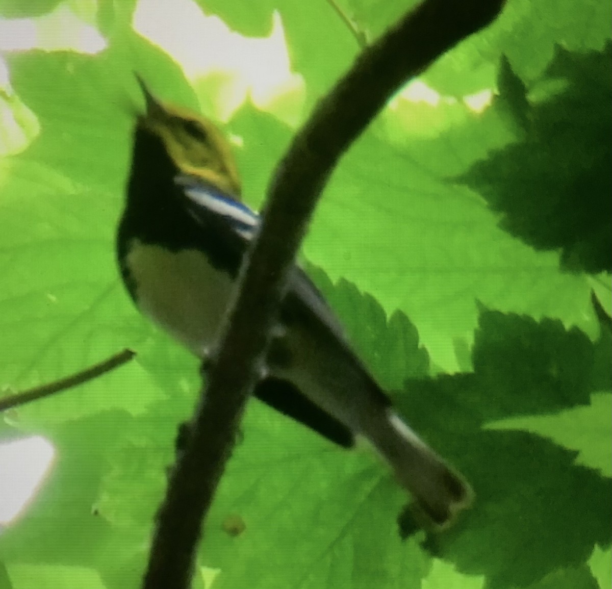 Black-throated Green Warbler - ML638500914
