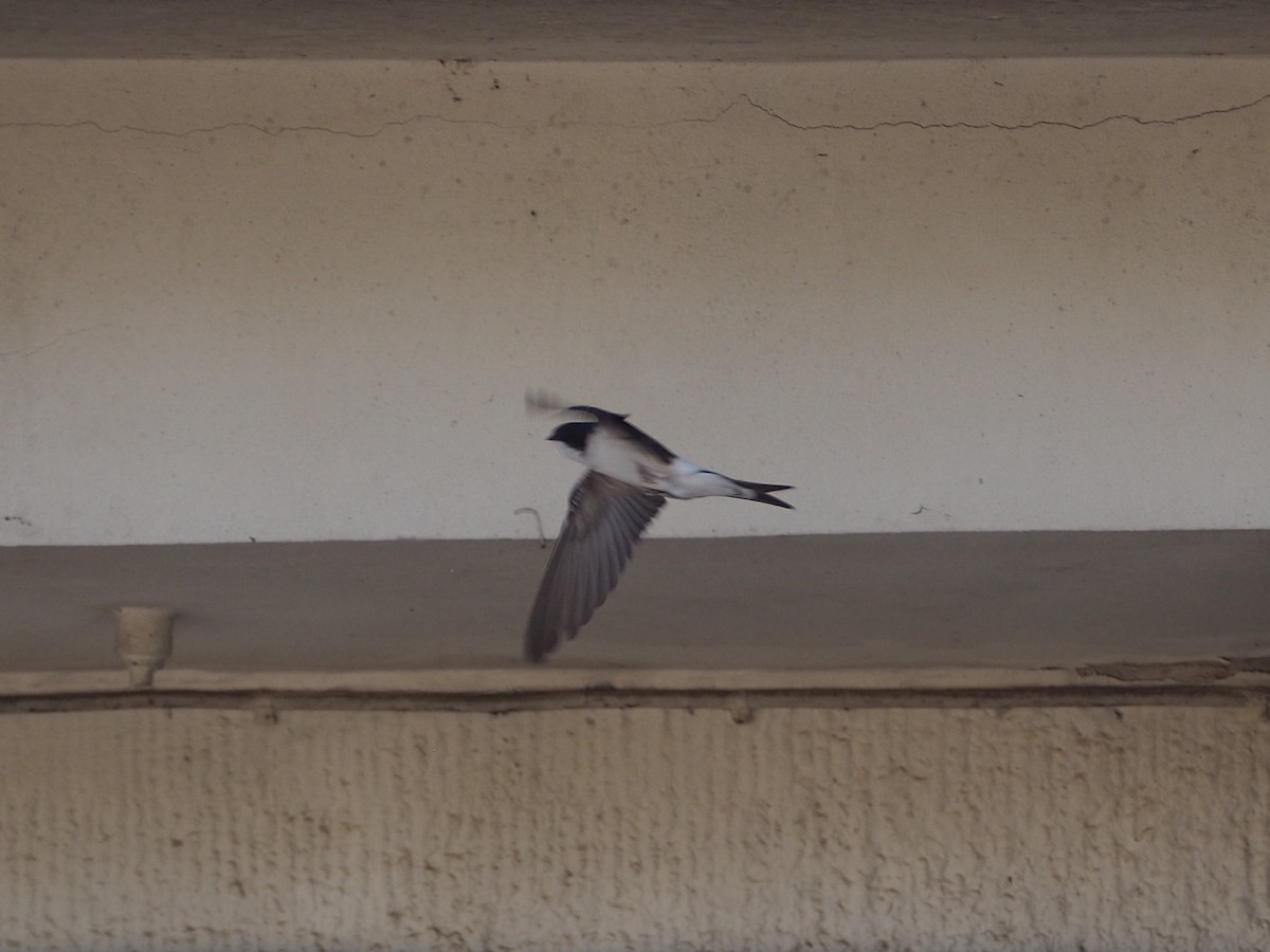 Western House-Martin - ML638500916