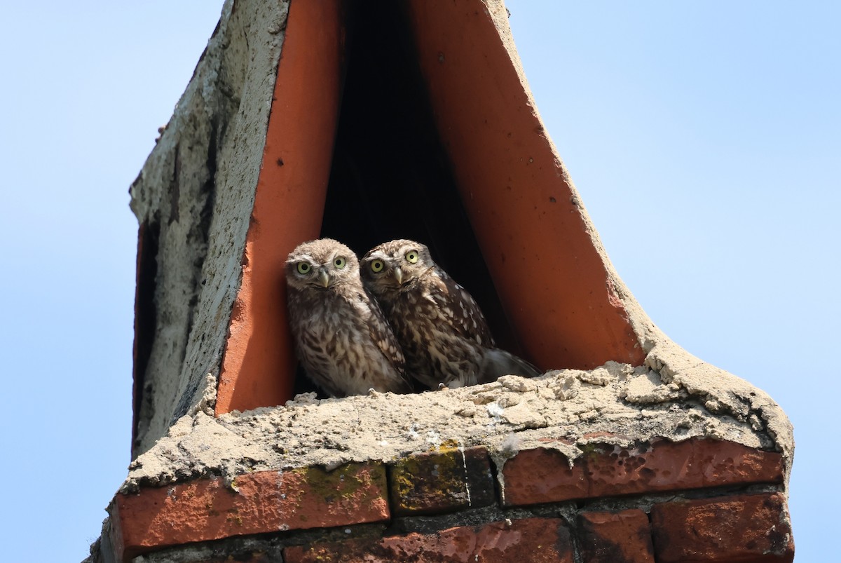 Little Owl - ML638500918