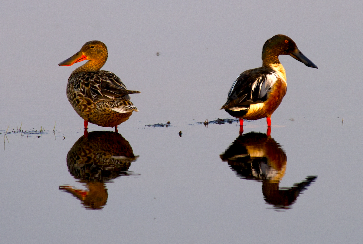 Northern Shoveler - ML638500931