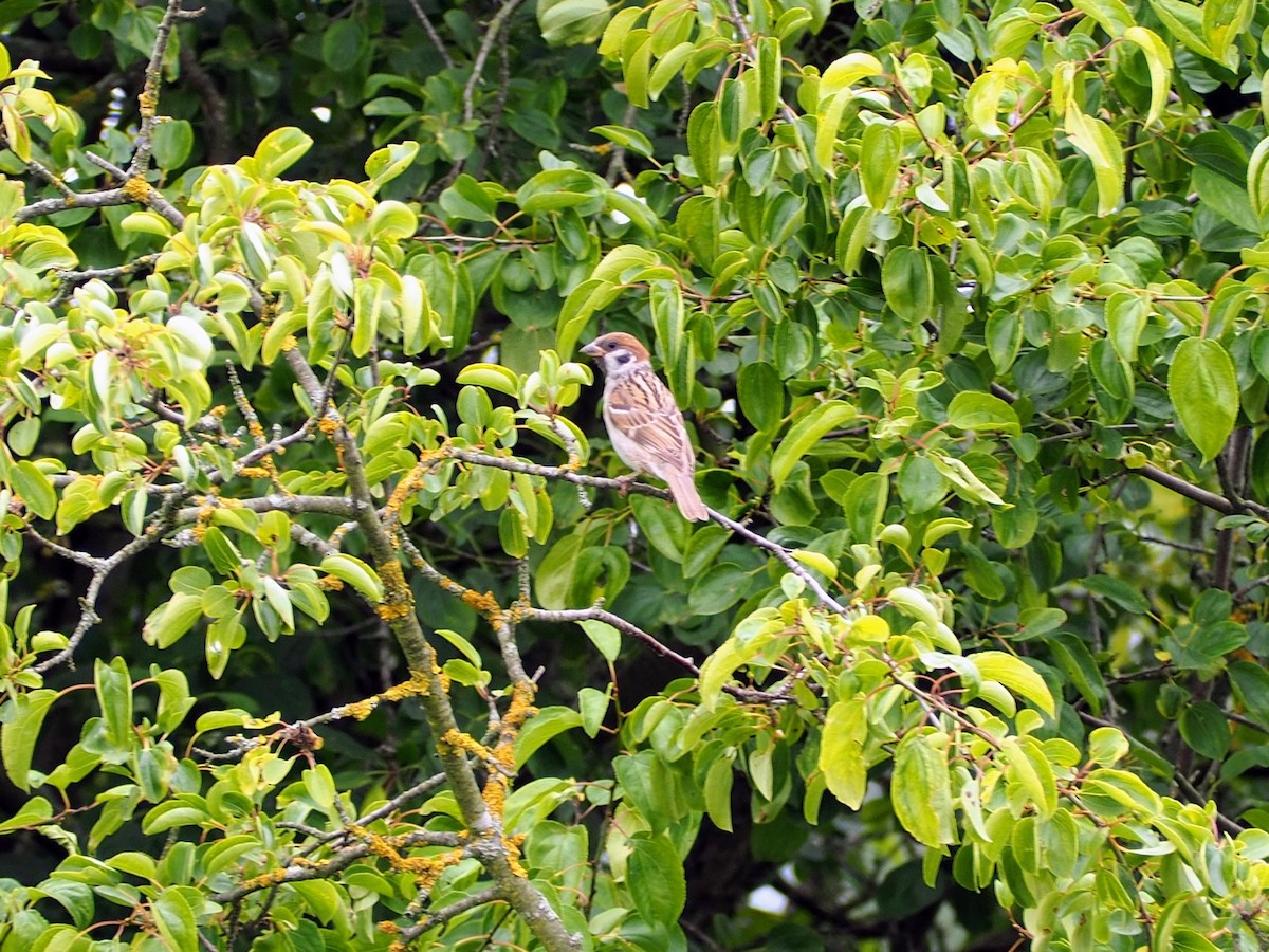 Eurasian Tree Sparrow - ML638500932