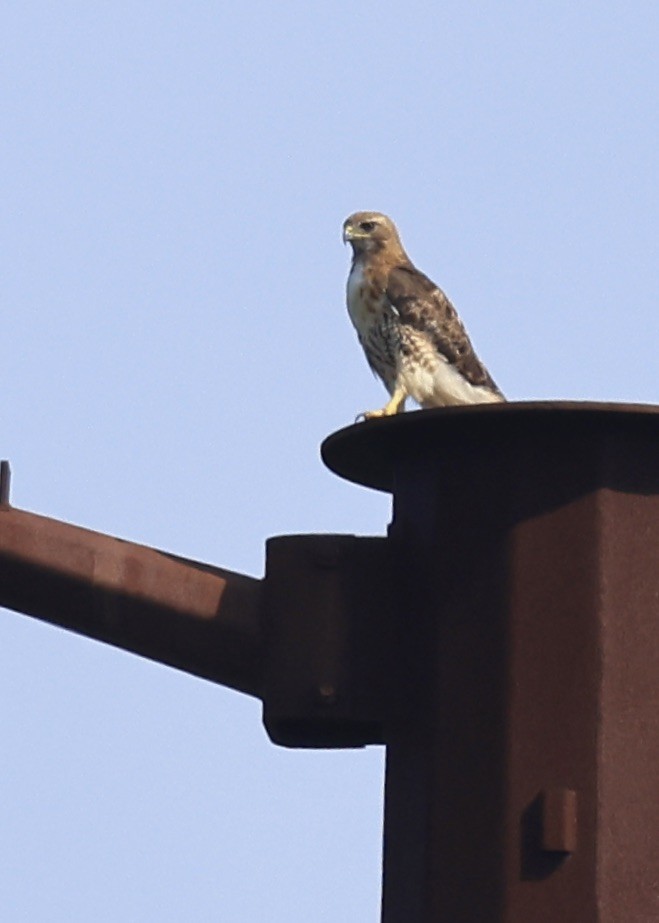 Red-tailed Hawk - ML638500933