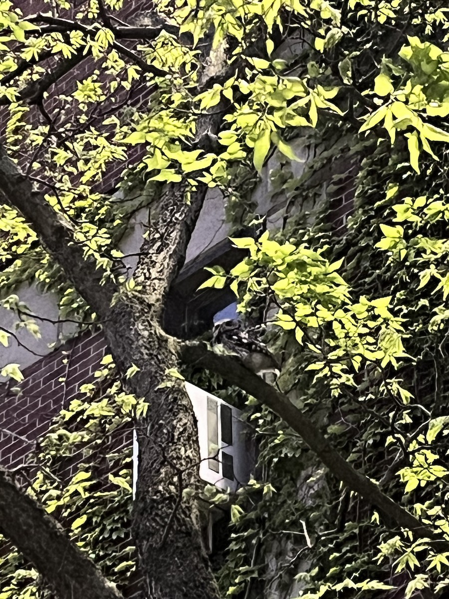 Eastern Screech-Owl - ML638500955