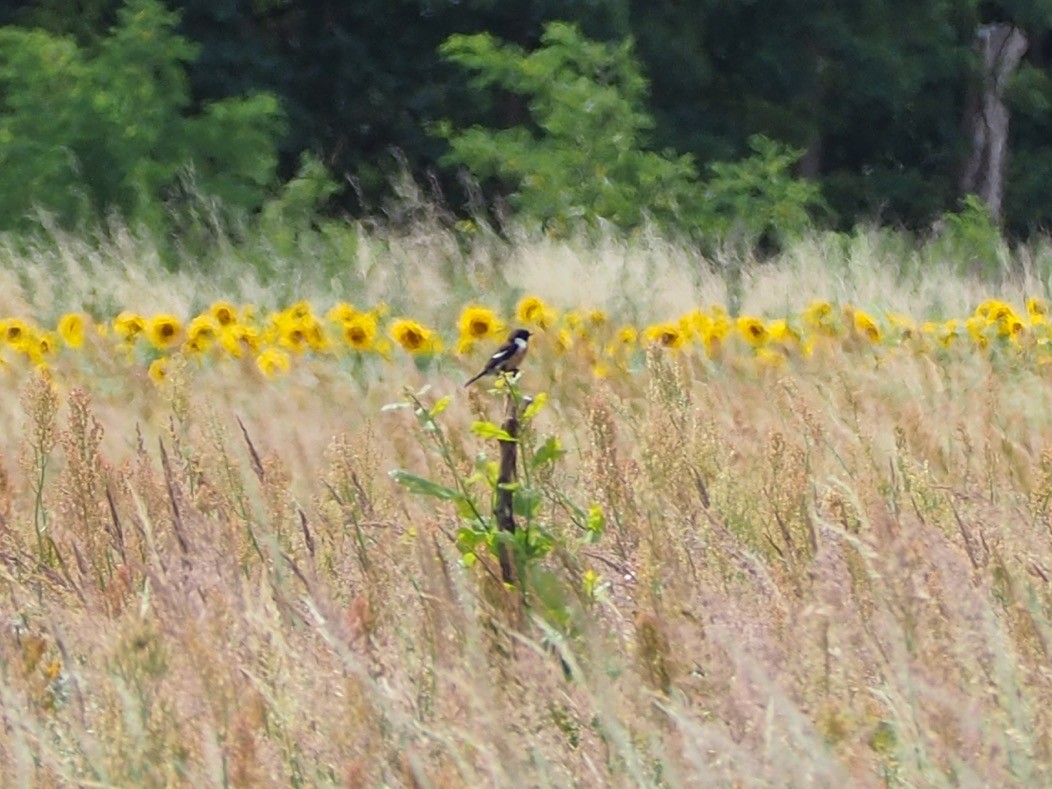 European Stonechat - ML638500956