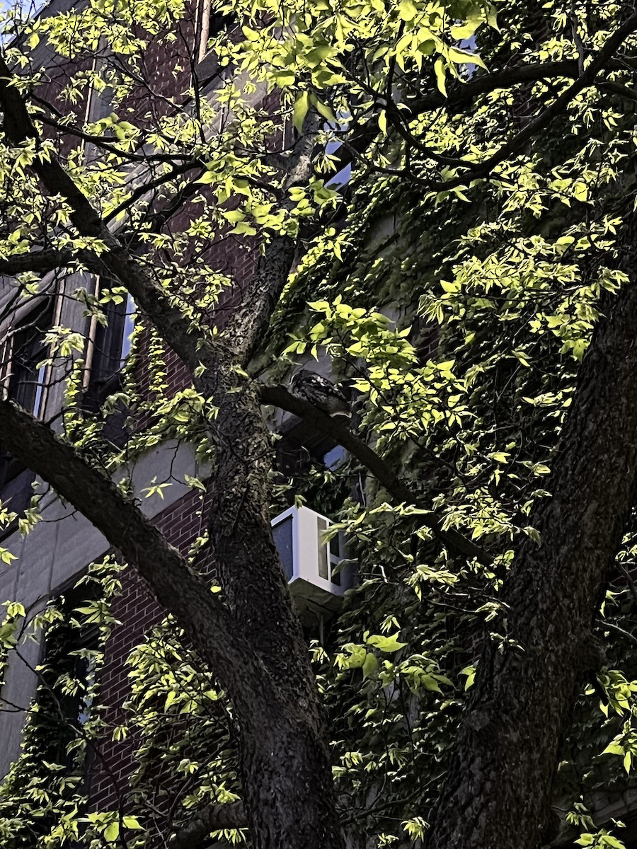 Eastern Screech-Owl - ML638500957