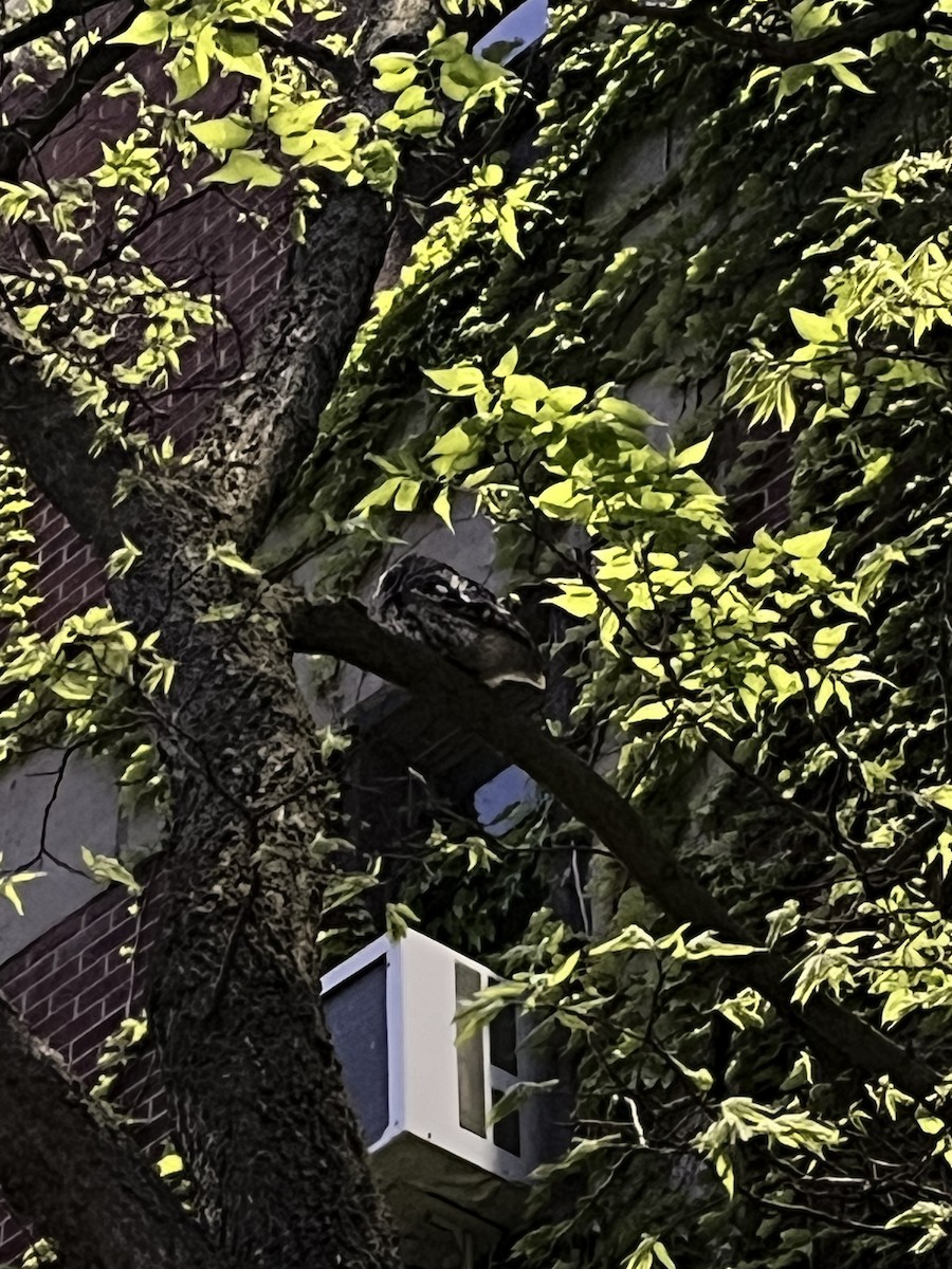 Eastern Screech-Owl - ML638500958