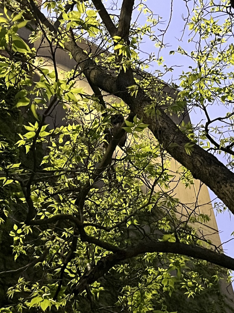 Eastern Screech-Owl - ML638500959