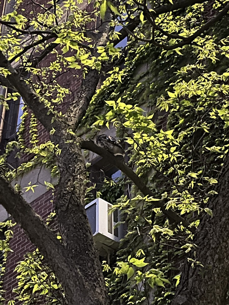 Eastern Screech-Owl - ML638500960