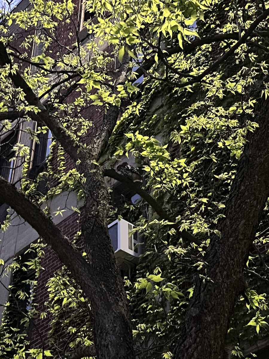 Eastern Screech-Owl - ML638500962