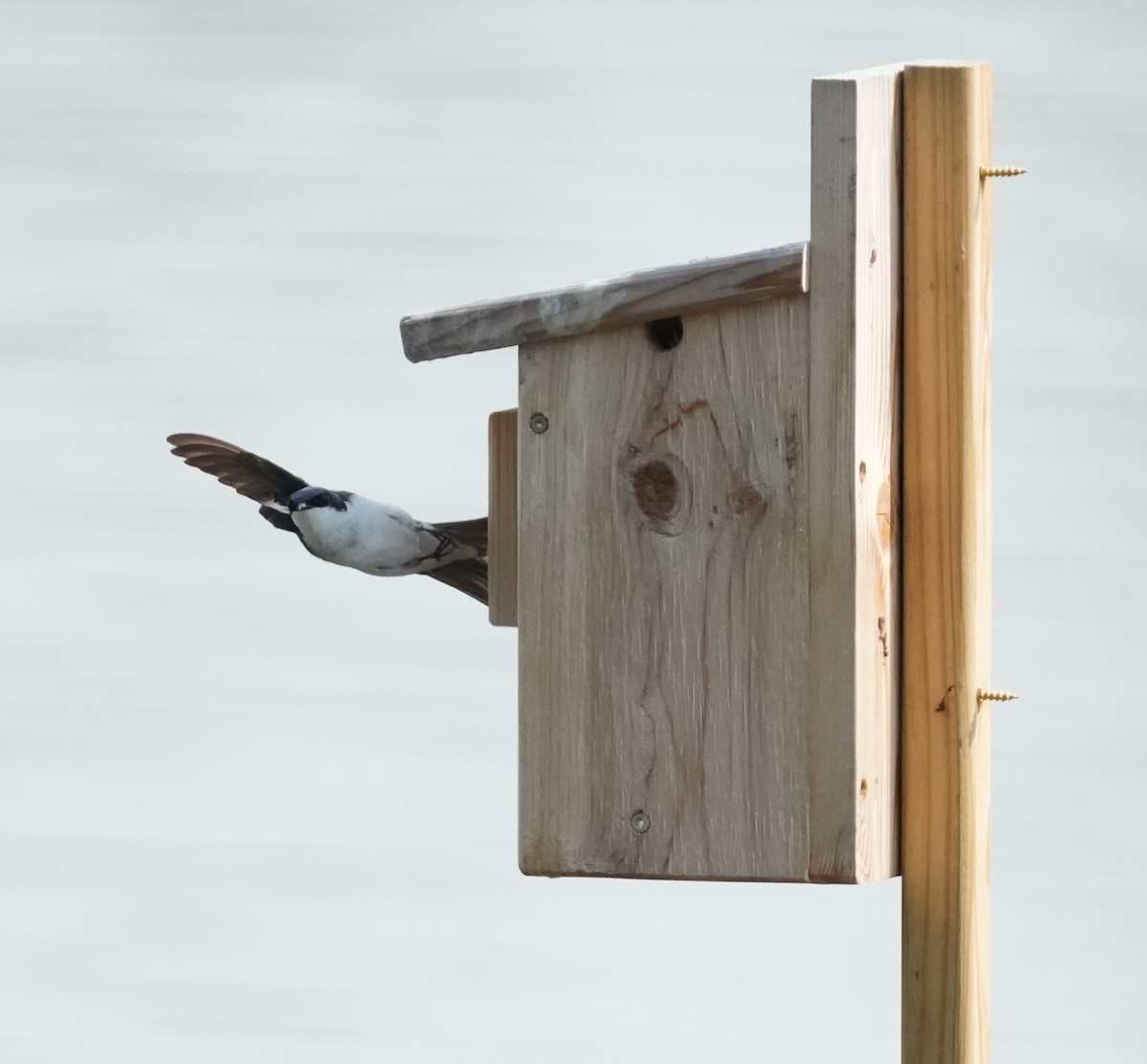 Древесная ласточка - ML638500964