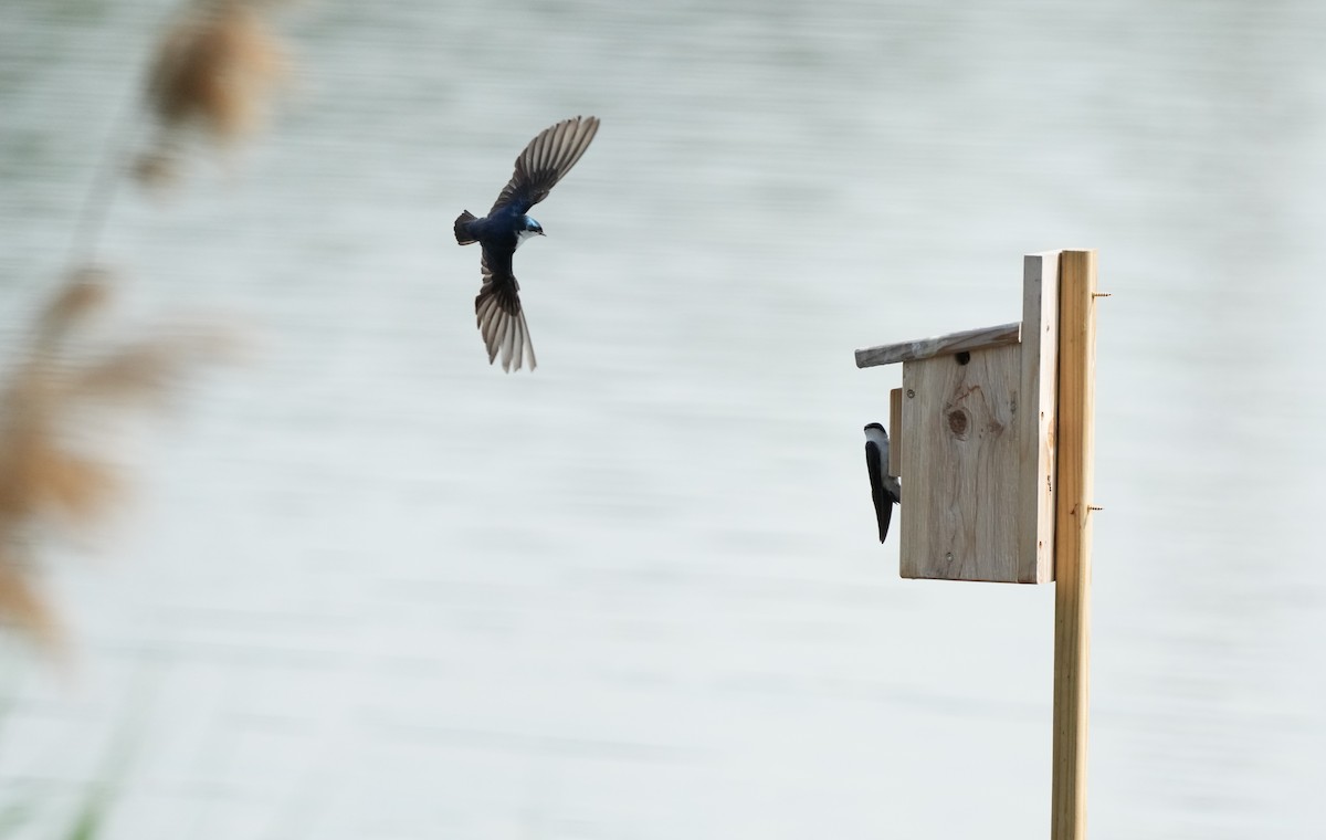 Древесная ласточка - ML638500965