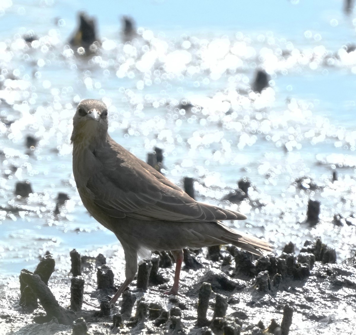 Arabazozo pikarta - ML638500969