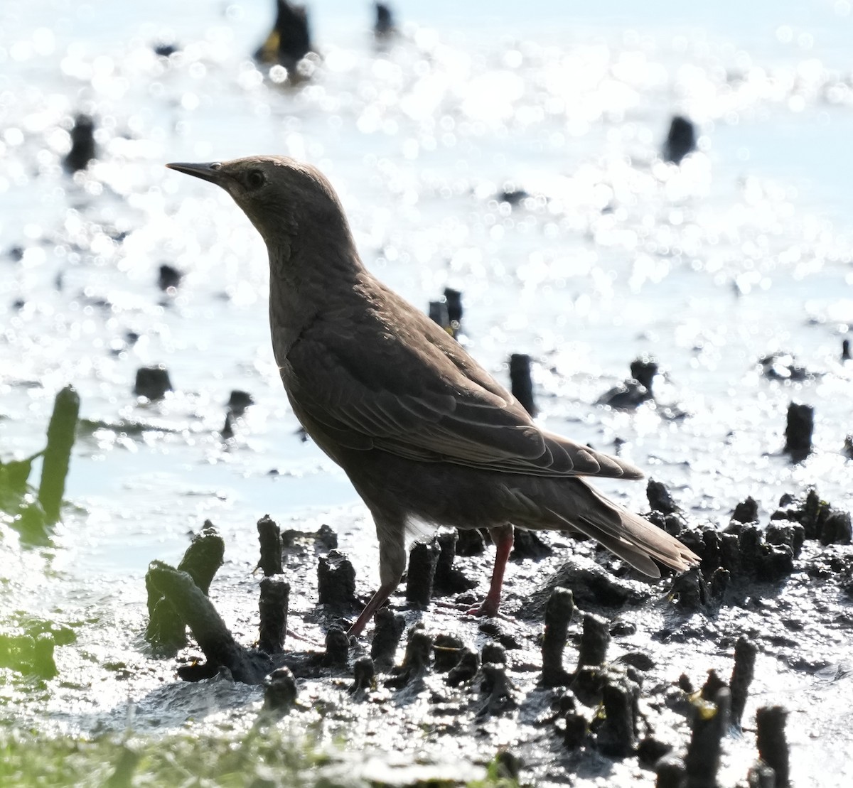 Arabazozo pikarta - ML638500970