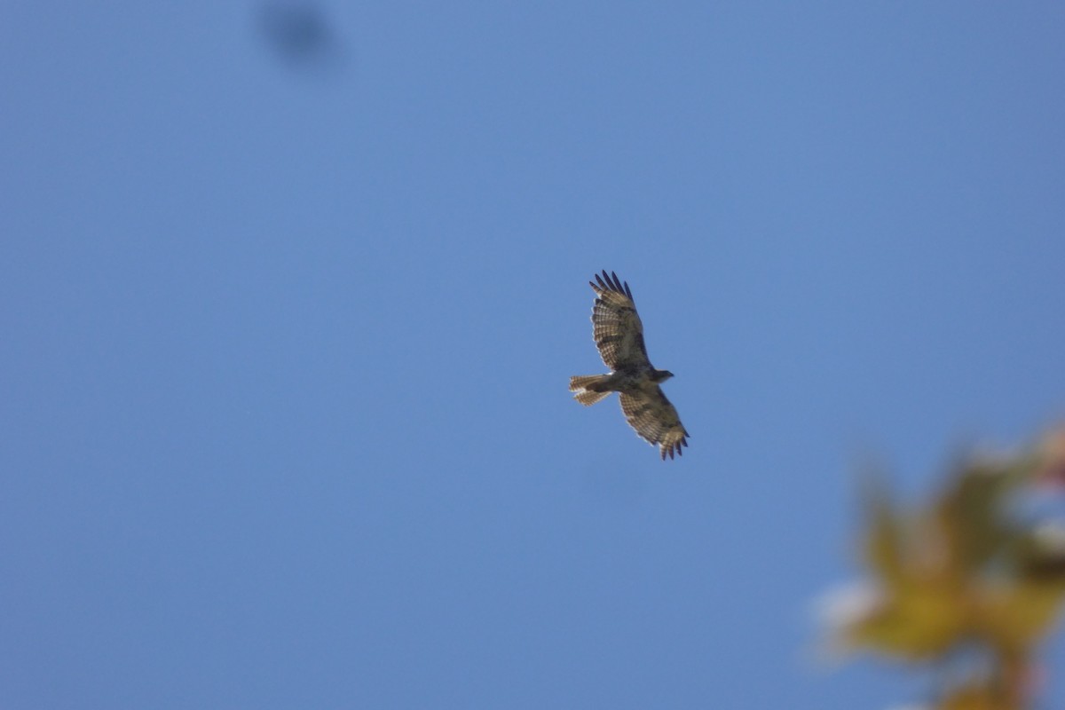 Red-tailed Hawk - ML638500976