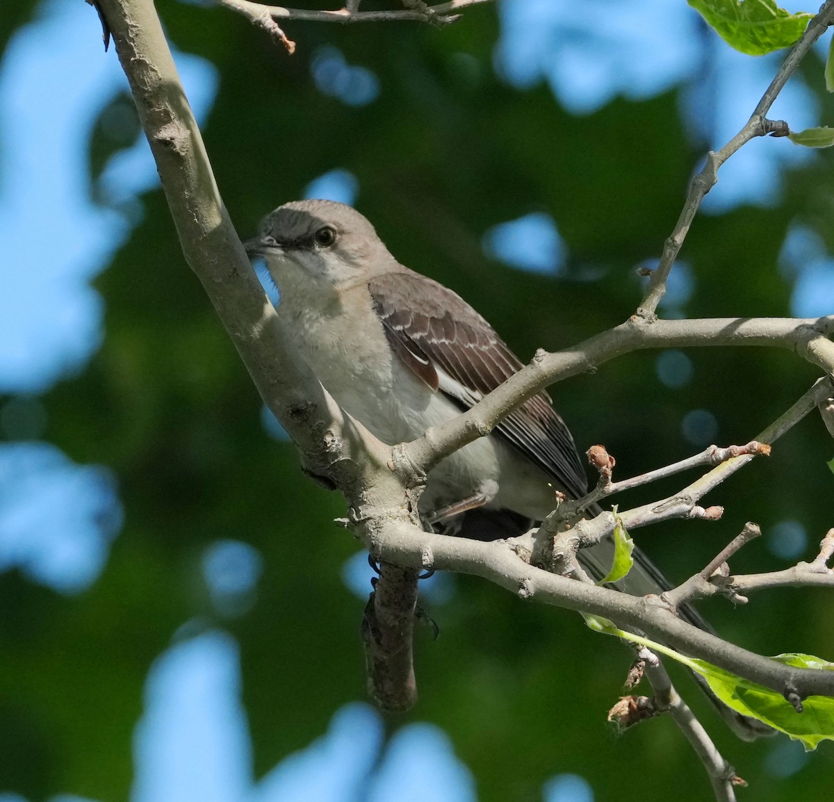 Northern Mockingbird - ML638500979