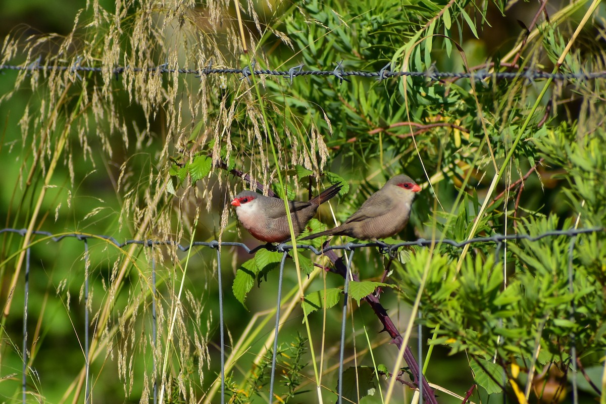 Common Waxbill - ML638500980