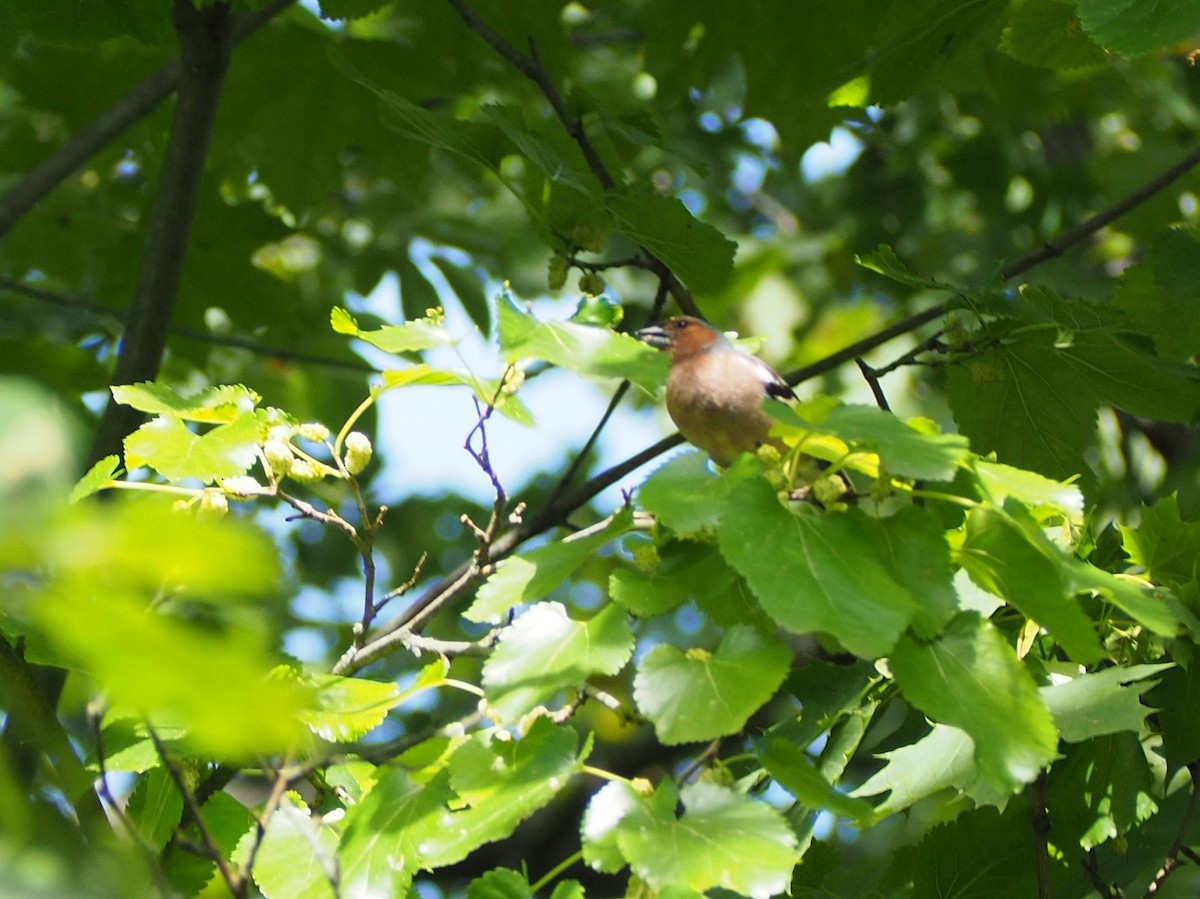 Common Chaffinch - ML638500981