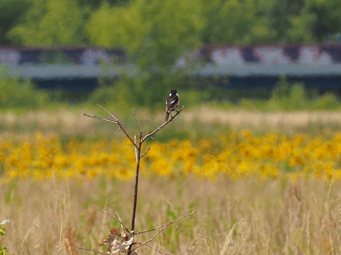 European Stonechat - ML638501000