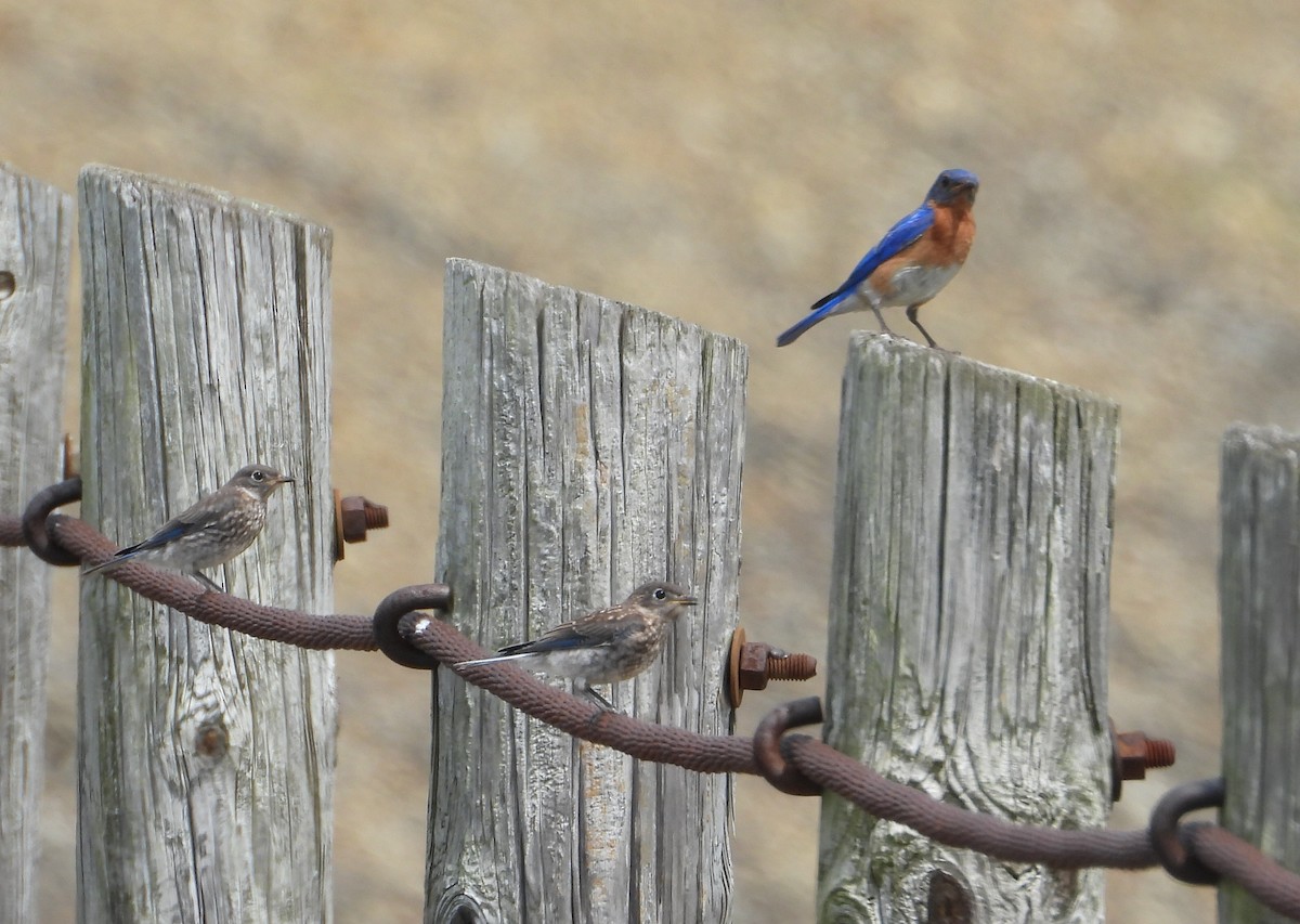 Eastern Bluebird - ML638501018