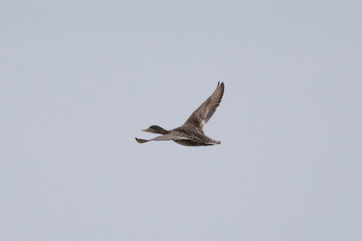 Gadwall - ML638501061