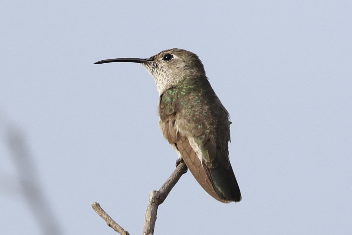 Colibri de Taczanowski - ML638501080
