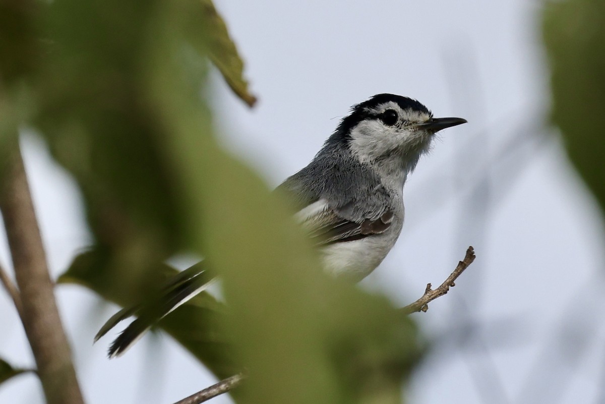 Marañon Gnatcatcher - ML638501083
