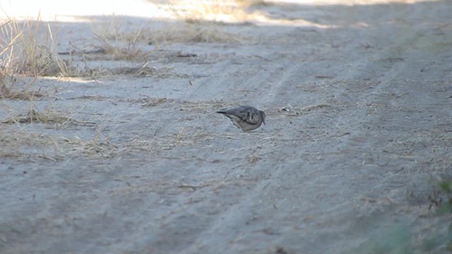 Common Ground Dove - ML638501124