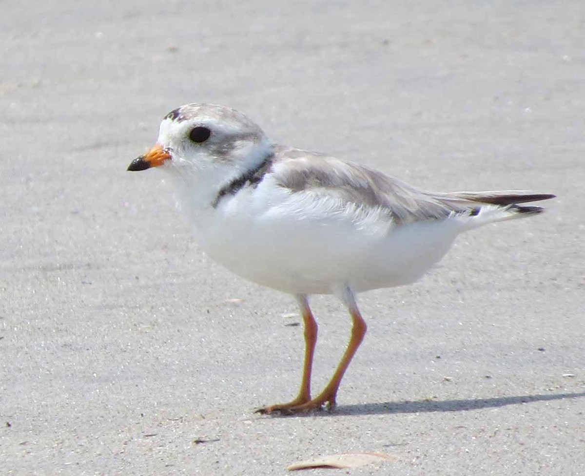 Piping Plover - ML638501179