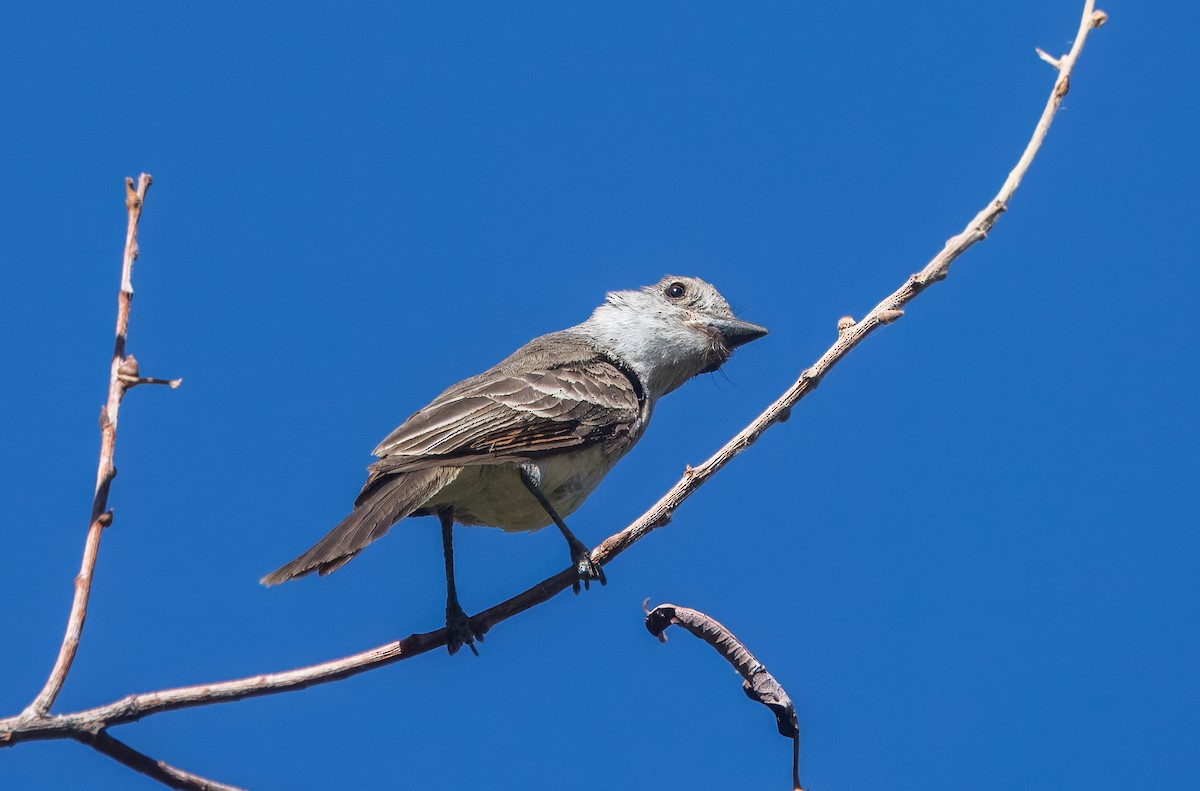 Brown-crested Flycatcher - ML638501189