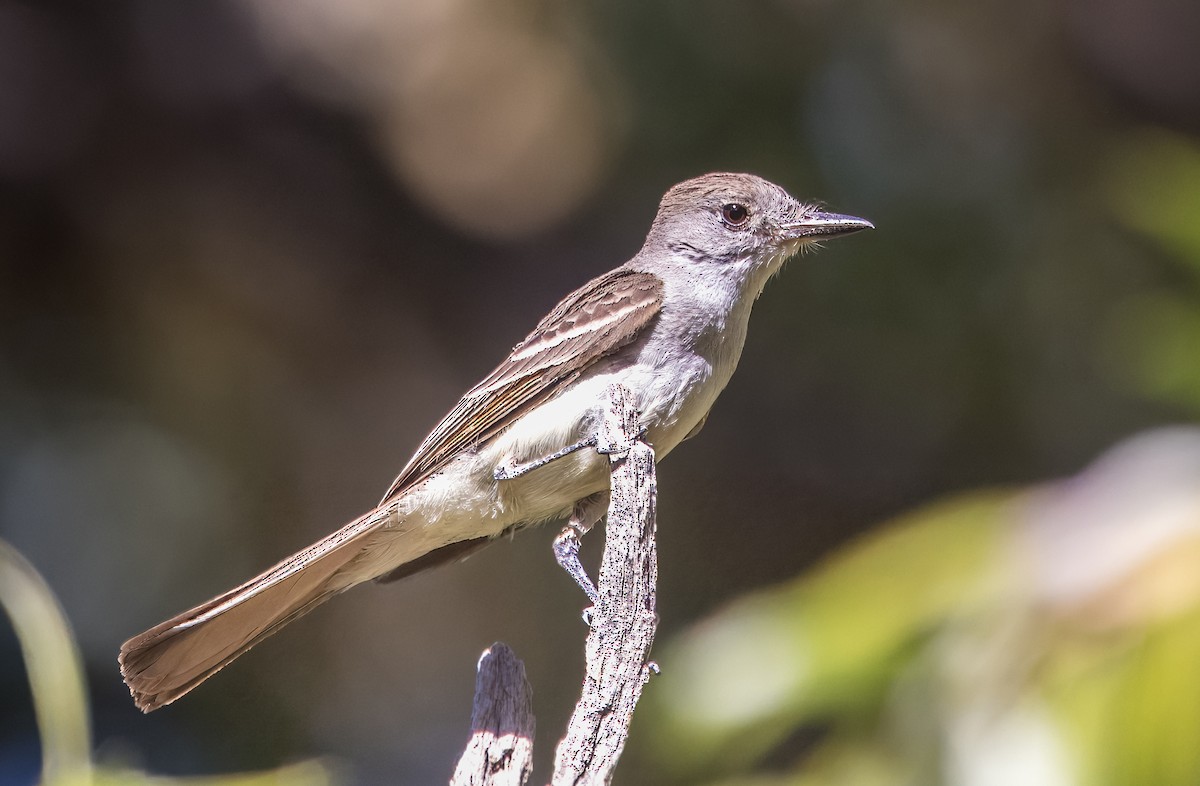 Brown-crested Flycatcher - ML638501191
