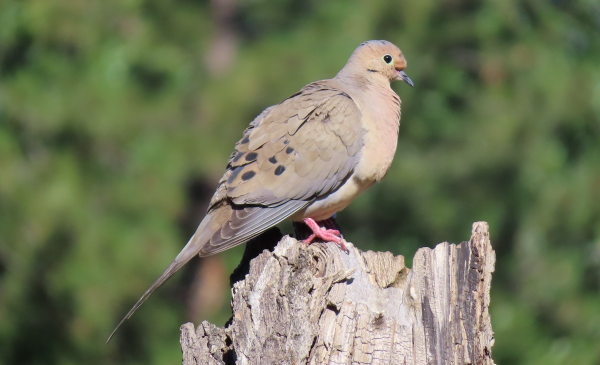 Mourning Dove - ML638501225