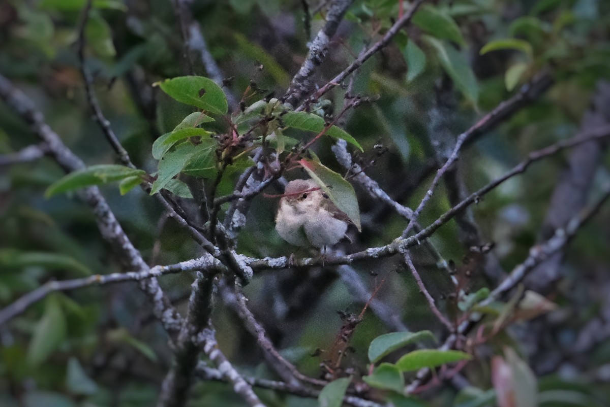 Willow Warbler - ML638501248