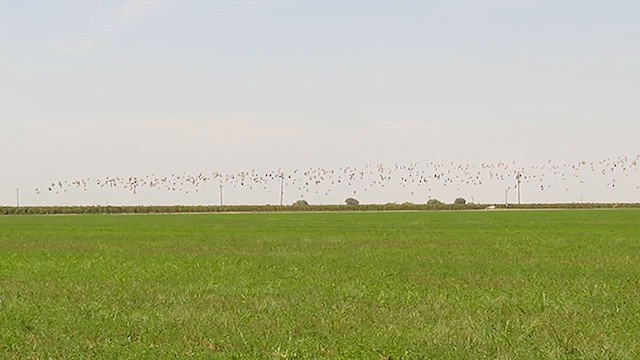 Long-billed Curlew - ML638501260