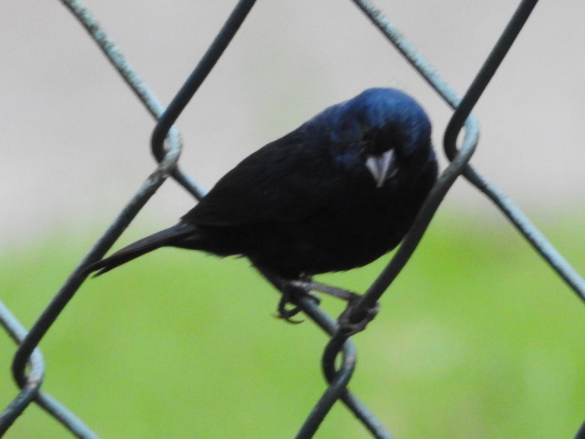 Blue-black Grassquit - ML638501261