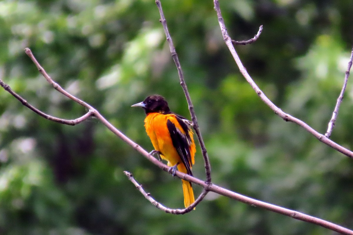 Baltimore Oriole - ML638501310