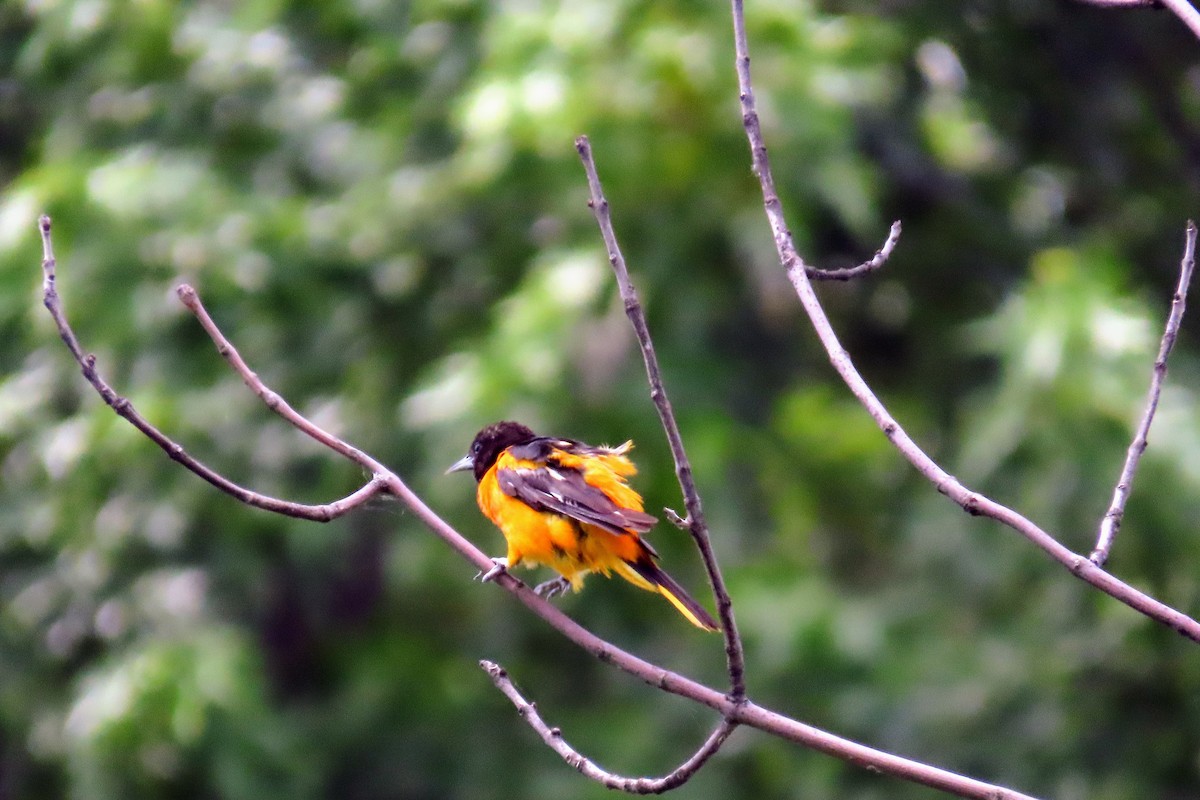 Baltimore Oriole - ML638501311