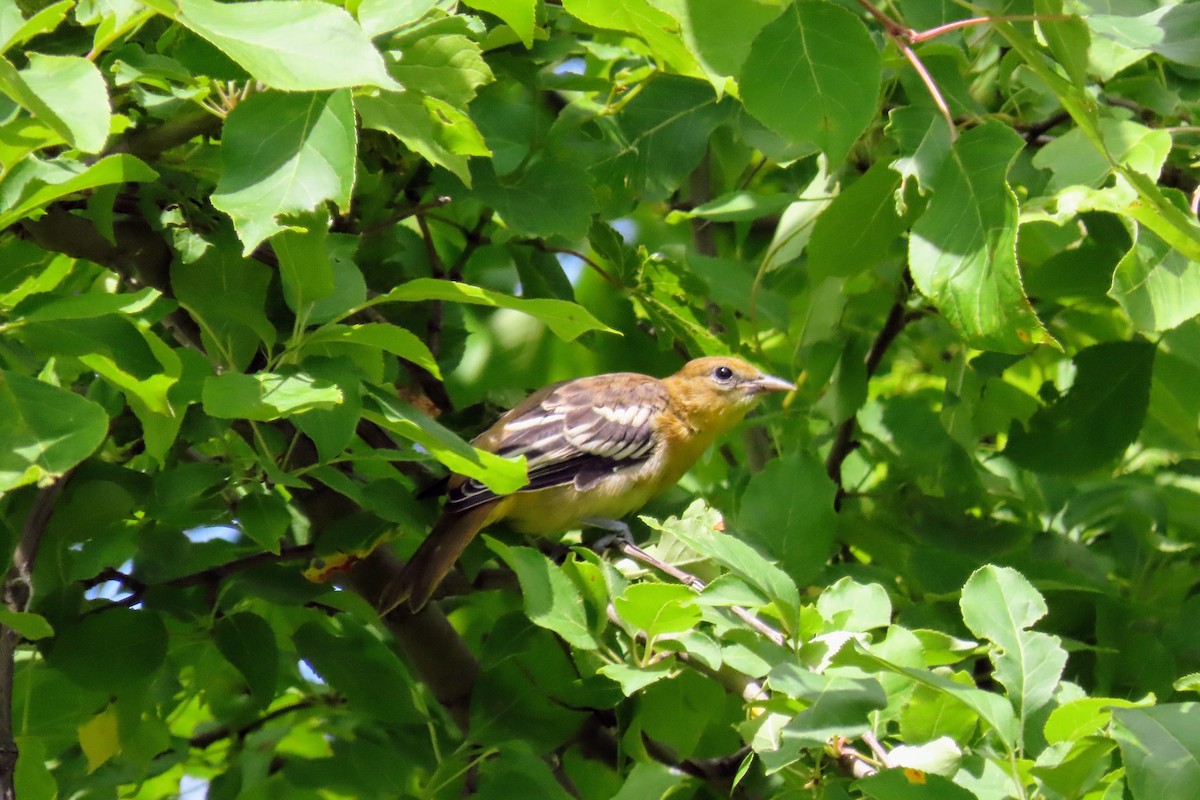 Baltimore Oriole - ML638501312