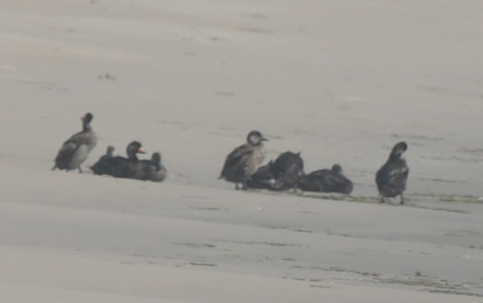 Black Scoter - ML638501315